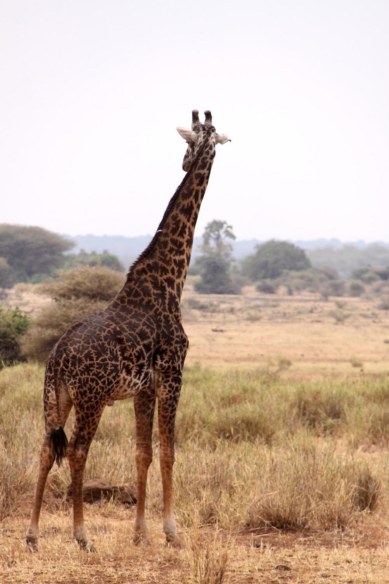 Baker Safari Company Vila Kwangwazi Exterior foto